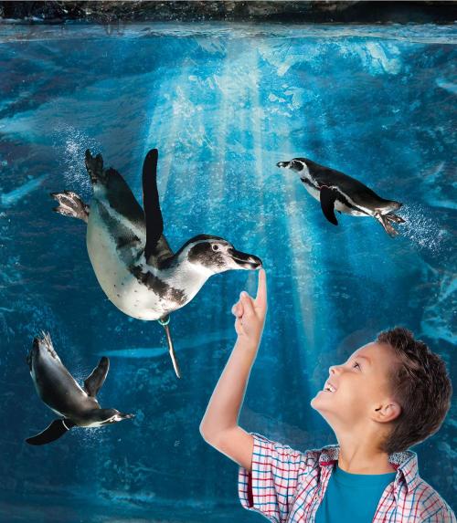 Bambino interagisce con pinguini in un acquario.