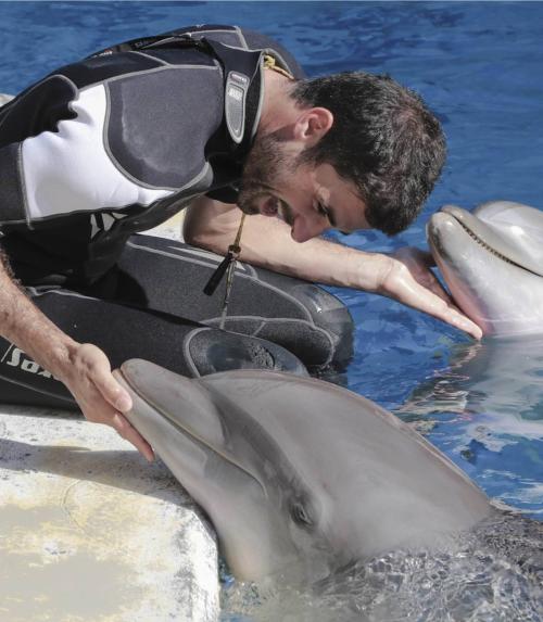 Uomo interagisce con due delfini in piscina.